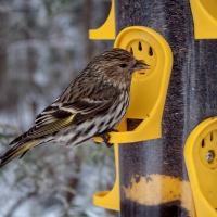 Pine Siskin at bird feeder