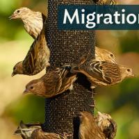 A flock of Pine Siskins at a birdfeeder