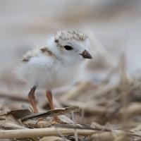 Piping Plover chick