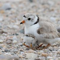 A tiny sand-colored shorebird shelters its chick beneath its belly, on a pebbled beach