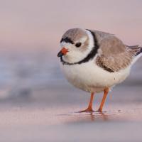 A small beige and white bird with black "ring" collar feathers stands on sand at water's edge