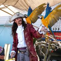 Pirate actor with Blue and Yellow Macaws