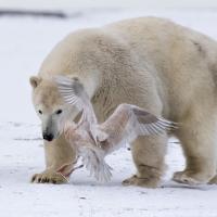 Polar Bear walking across snowy ground as a gull takes flight from near by