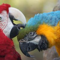 Two Macaw parrots preening each other, one using its beak to groom feathers on the other one's head