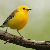 Prothonotary Warbler perched on a branch, its bright yellow body turned slightly to its left, with shiny dark eye and beak contrasting against the glowing yellow plumage 