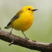 Prothonotary Warbler