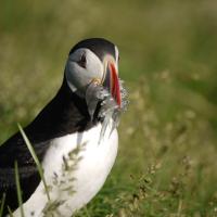 Puffin with fish in its beak