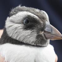 A Puffling on the Isle of May, captured and safely released after wandering into town