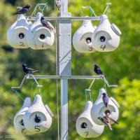 Purple Martins perch at an "apartment" of numbered plastic gourds for them to nest in.