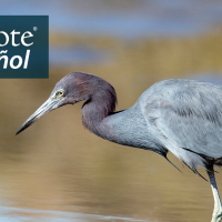 Una garceta azul acecha a través del agua en una costa a la luz del sol. La garceta tiene un cuerpo azul claro, un cuello púrpura y un pico puntiagudo muy largo. "BirdNote en Español" aparece en la esquina superior izquierda.