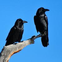 Two ravens perched on branch