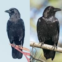 American Crow and Common Raven