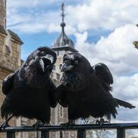 Jubilee and Munin, Tower of London Ravens