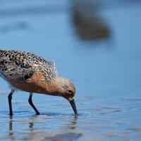 Red Knot probing for food