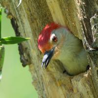 A Red-bellied Woodpecker peeks its head out of its nest in a tree trunk. The bird has a red patch on its head, a red eye, light throat and neck, and black beak.