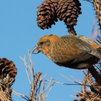 Red Crossbill clinging to branch bearing pine cones. 