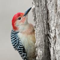 Red-bellied Woodpecker perched on the side of a tree trunk, showing its black and white patterned wings and red crest feathers