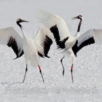 Pair of Red-crowned Cranes dancing on snowy ground