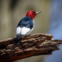 Red-headed Woodpecker perched on a branch