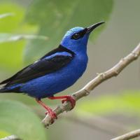 A Red-legged Honeycreeper perches on a branch