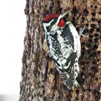 Red-naped Sapsucker feeding at holes drilled in bark