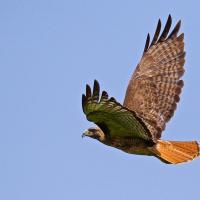 Red-tailed Hawk flying in sunlight against clear blue sky