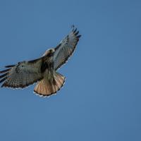 Red-tailed Hawk soaring