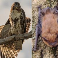 Composite showing a Red-tailed-Hawk on the left, and a Big Brown Bat on the right. The hawk is perched on a branch, the bat clinging to tree bark.