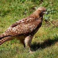 Patch, the Red-tailed Hawk, against a background of sunlit grass, Patch looks to the right.