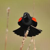 Red-winged-Blackbird