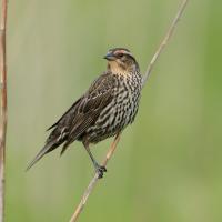 Female Red-winged Blackbird perched on a stem, her head turned toward her right shoulder