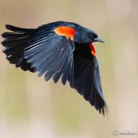 A Red-winged Blackbird flies, his wings on a down stroke and his red orange shoulder patch glowing