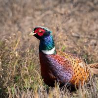 A male Ring-necked Pheasant turned slightly to his right while standing in a sunlit grassy area.