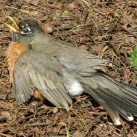 American Robin sitting with its belly on the ground and wings outspread