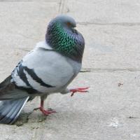 A Rock Pigeon seen in profile, high-stepping along over paving stones 