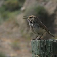 A Rock Wren singing while perched on a fence post
