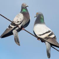 Two Rock Pigeons perched side by side on a wire in sunshine