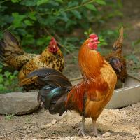 Domesticated rooster and hens