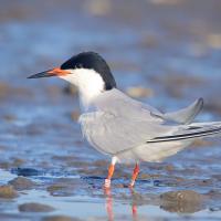 A Roseate Tern standing on a a sunlit shoreline