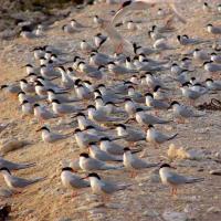 Roseate Tern flock on nesting grounds