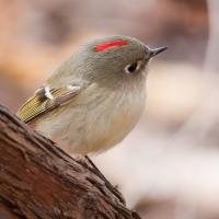 A Ruby-crowned Kinglet perched on the side of a branch, bird seen in right profile, tiny red crest showing on top of its head
