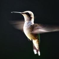 A Ruby-throated Hummingbird hovers mid-air against a black background. Its wings are a colorful blur.