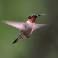 Ruby-throated Hummingbird hovering