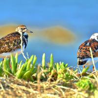 Two Ruddy Turnstones in breeding plumage standing on a sunlit shoreline.