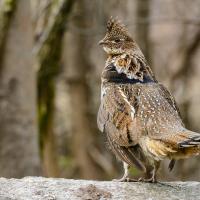 Un grévol engolado posado en el bosque.