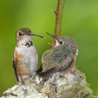 Rufous Hummingbird at nest with her chick
