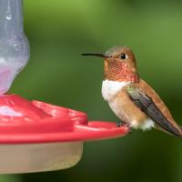 A male Rufous Hummingbird with buff-color breast and reddish orange throat is perched at a nectar feeder