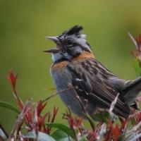 Rufous-collared Sparrow singing