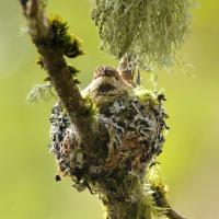 Rufous Hummingbird on her nest