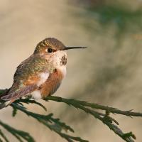 Rufous Hummingbird perched